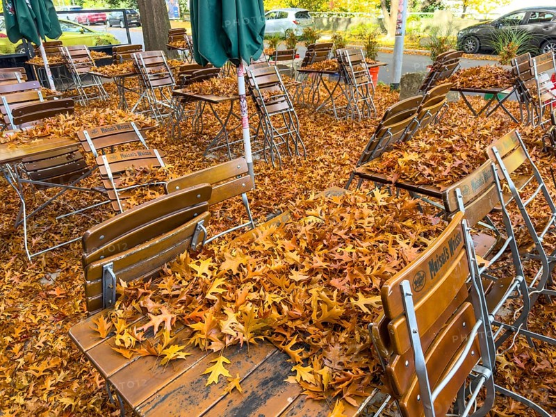 Autumn in town, beer garden, pub terrace under deciduous trees, swamp oak, floor and table chairs are covered with fallen leaves, Essen, North Rhine-Westphalia