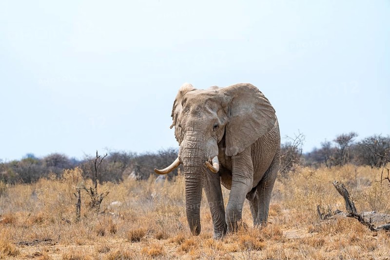 African elephant (Loxodonta africana), adult male in the savanna, Nxai Pan National Park, Botswana