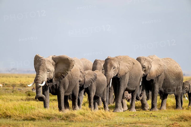 African elephant (Loxodonta africana) large herd with young animals and herons (Bubulcus ibis), in morning light, Amboseli National Park, Rift Valley Province, Kenya