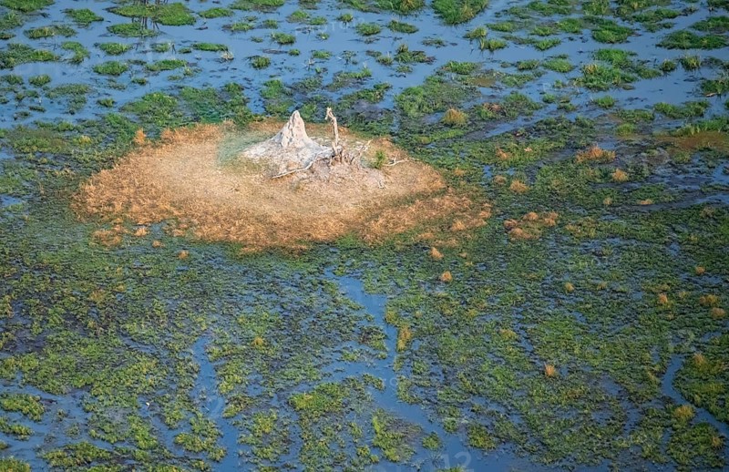 Freshwater marshland, swamp landscape with small island with termite hill, aerial view, Okavango Delta, Botswana