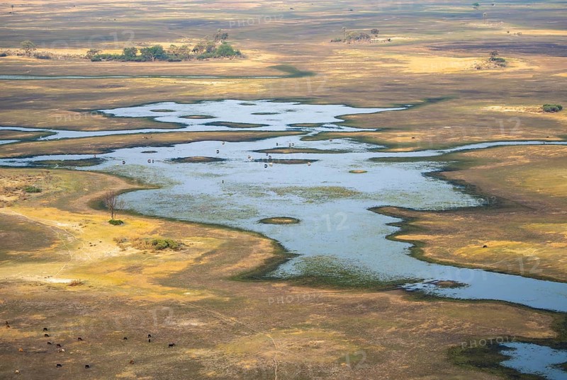 River landscape and grazing herd of cows, aerial view, Okavango Delta, Botswana