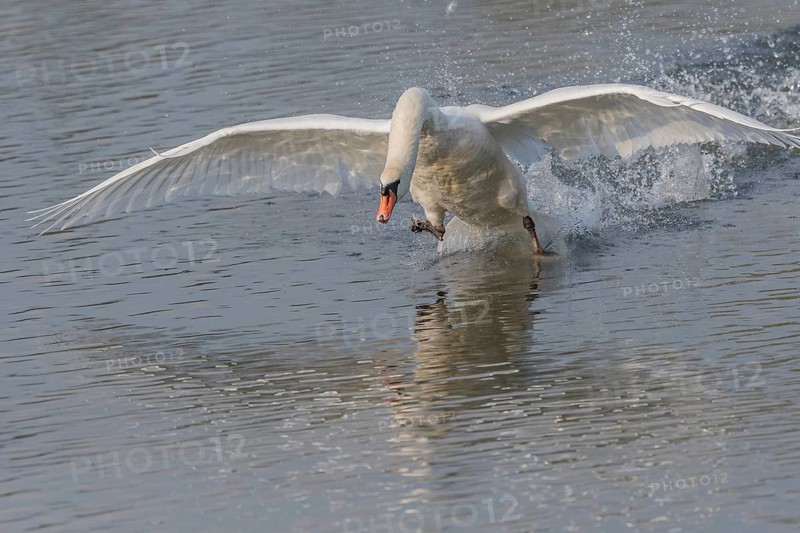 Majestic Swan Runs on Water on a Calm Water Surface The sun's rays illuminate the scene and create a beautiful reflection on the water. Bas rhin, Alsace, Grand Est, France