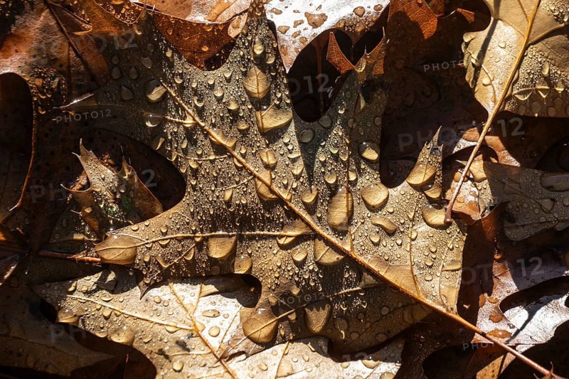 Dew drops on the leaf of a red oak (Quercus rubra), Emsland, Lower Saxony, Germany