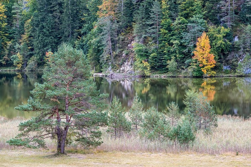 Autumn atmosphere, autumn-colored trees on Obersee, Füssen, Allgäu, Bavaria, Germany