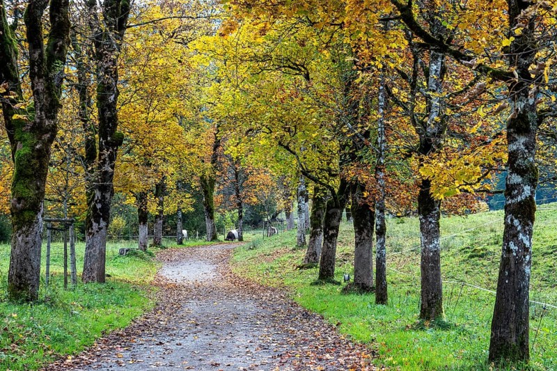 Autumn atmosphere, avenue with autumn-colored sycamore trees, Stillach Valley, near Heini-Klopfer Skiflugschanze, Oberstdorf, Oberallgäu, Allgäu, Bavaria, Germany