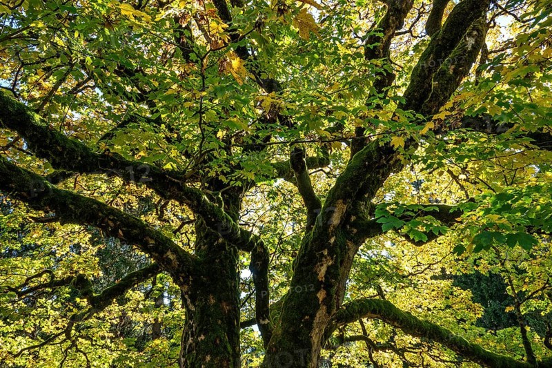 Sycamore tree in autumn colors, Hochleite, near Schwand, Oberstdorf, Oberallgäu, Allgäu, Bavaria, Germany