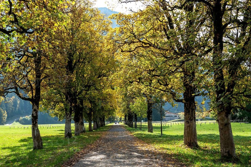 Autumn atmosphere, avenue with autumn-colored sycamore trees, near Renksteg, Oberstdorf, Oberallgäu, Allgäu, Bavaria, Germany