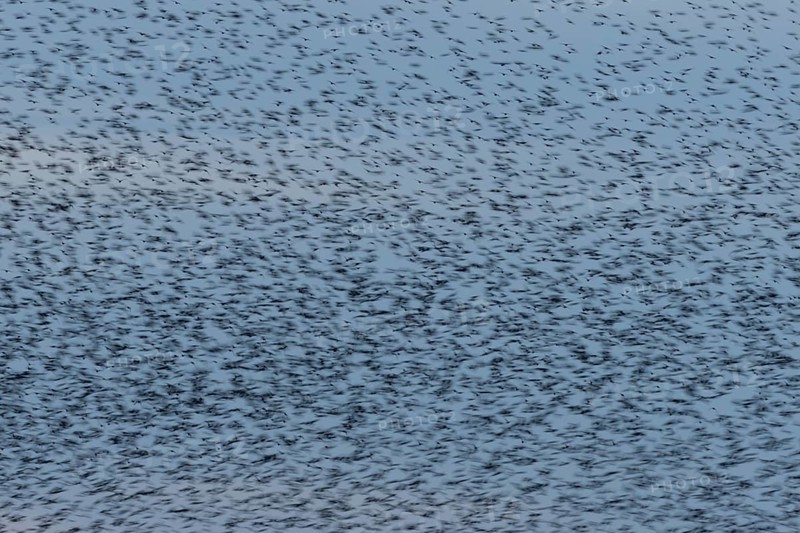Eurasian starling (Sturnus vulgaris) adult birds flying in a flock in a murmuration at sunset in winter - slow motion blur image, England, United Kingdom