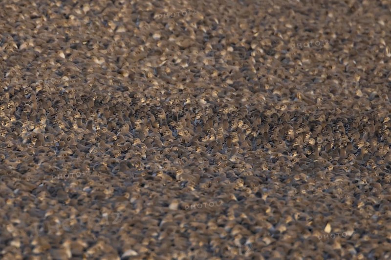 Red Knot (Calidris canutus) adult wading birds at high tide on a coastal shingle ridge, RSPB Snetisham nature reserve, Norfolk, England, United Kingdom