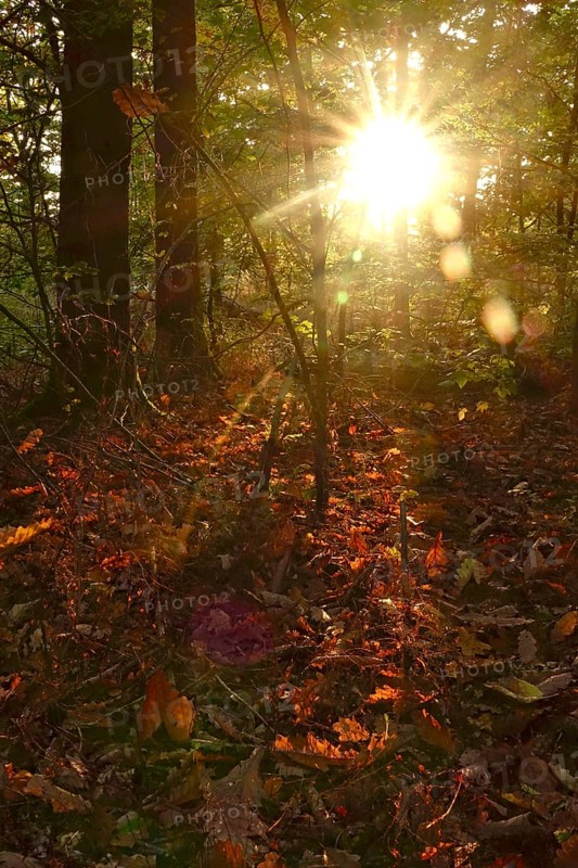 Trees in forest with autumn sun, October, Germany