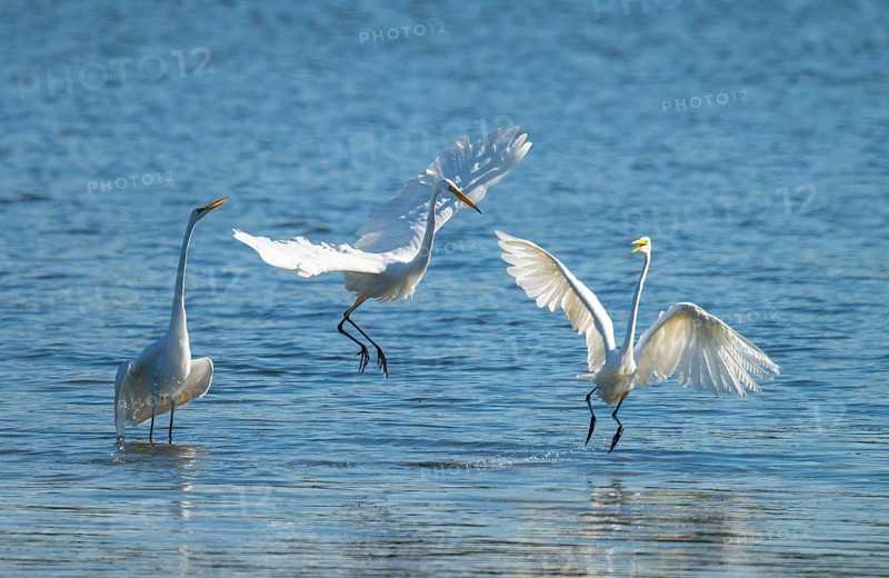 Great egret (Ardea alba), three herons fighting in the shallow water zone of a lake, dispute, blue water, Lower Saxony, Germany