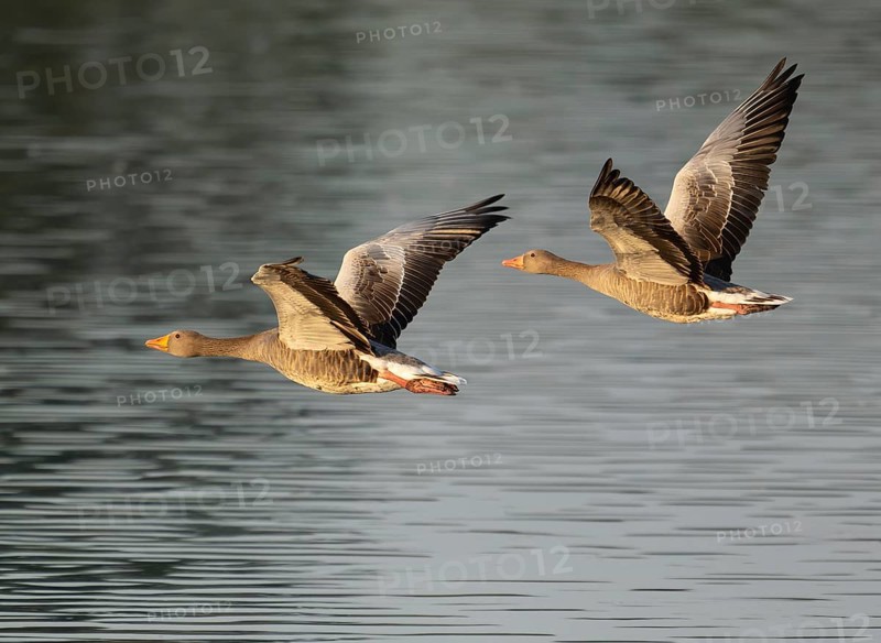 Grey goose (Anser anser), two gray geese flying over a body of water in early warm morning light, Lower Saxony, Germany