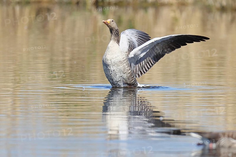 Greylag goose (Anser anser), flapping its wings on a pond, Wagbachniederung nature reserve, Waghäusel, Baden-Württemberg, Germany