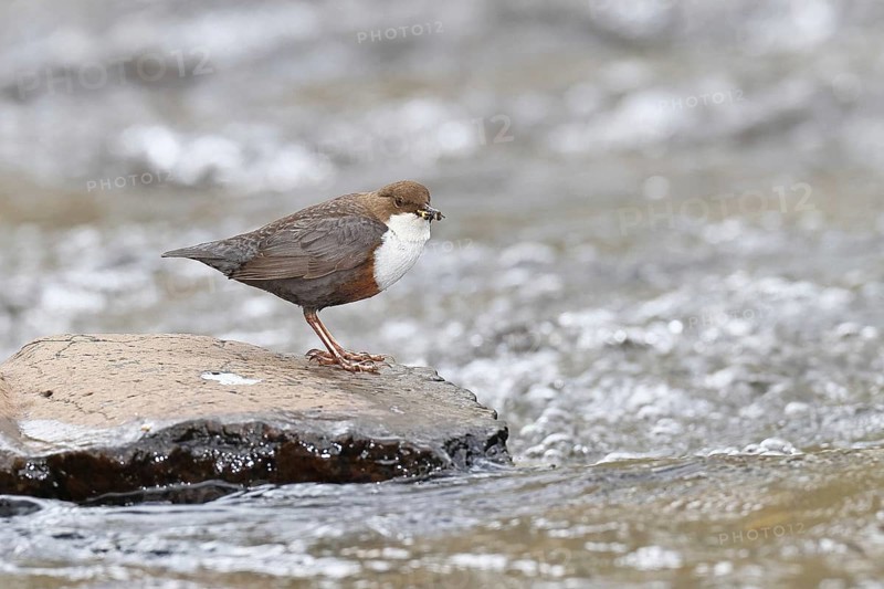 White-throated Dipper (Cinclus cinclus) standing with prey on a stone in the middle of a stream, the only native songbird that can also dive, wildlife, native nature, Wilnsdorf, North Rhine-Westphalia, Germany