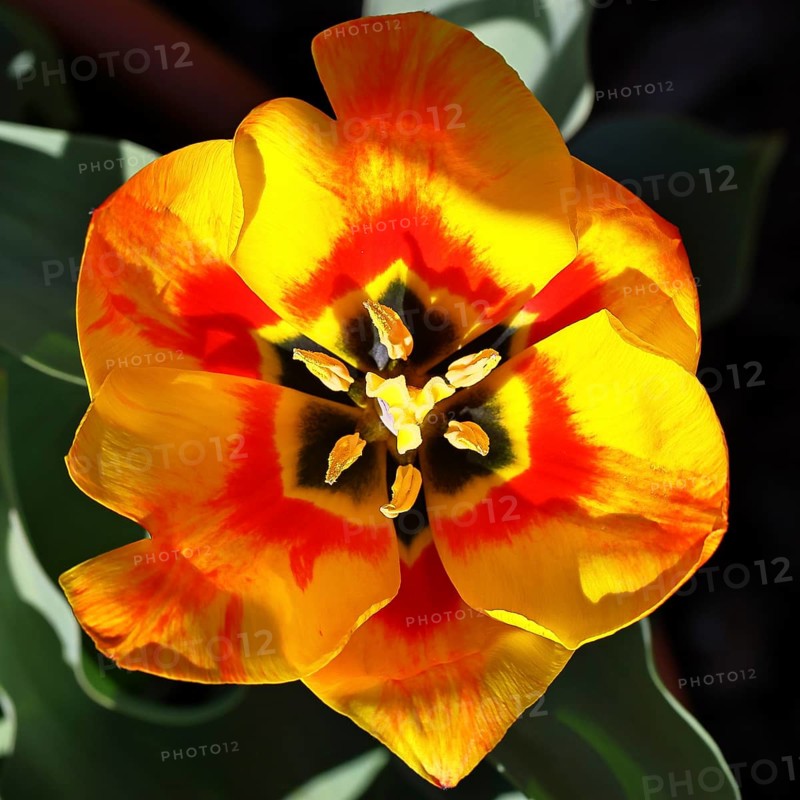 Pistil and stamens in a tulip calyx (Tulipa), tulip flower, red, black and yellow markings, Wilnsdorf, North Rhine-Westphalia, Germany