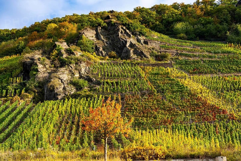 Vineyards in autumn in the central Ahr valley, near Altenahr, Rhineland-Palatinate
