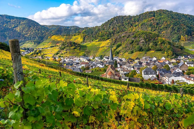 Vineyards in autumn in the central Ahr valley, near Mayschoß, Rhineland-Palatinate