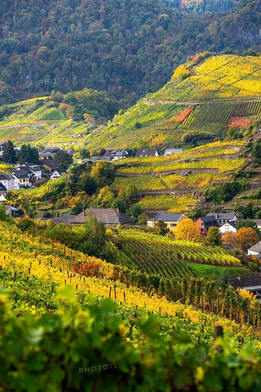 Vineyards in autumn in the central Ahr valley, near Mayschoß, Rhineland-Palatinate