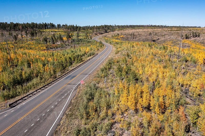 Jacob Lake, Arizona - Aspens show their brilliant fall colors as they revegetate the area burned by the Warm Fire in 2006. That wildfire burned 60, 000 acres north of the Grand Canyon in Kaibab National Forest