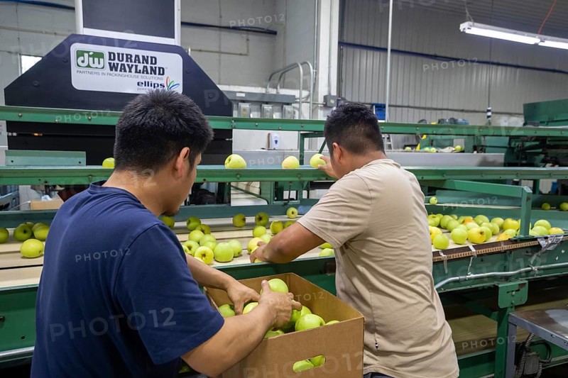 Berrien Springs, Michigan - Fresh apples are sorted and packed at Hildebrand Fruit Farms. Michigan is the second-largest grower of apples in the United States