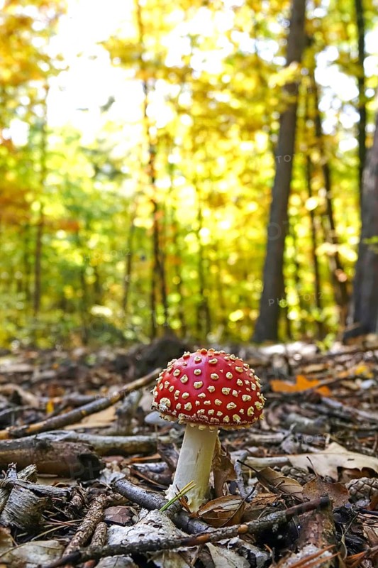 Fairytale toadstool, autumn, Germany