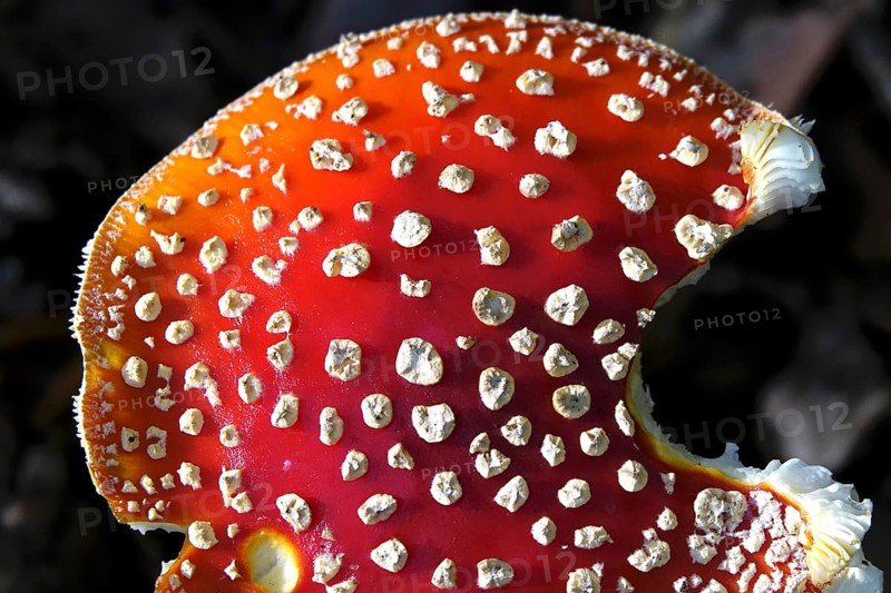 Fairytale toadstool, autumn, Germany