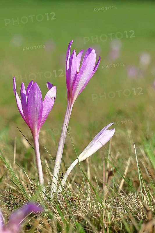 Autumn crocus (Colchicum autumnale), half-opened flowers in a meadow, endangered, protected poisonous plant species, native nature, wet meadow, autumn messenger, season, autumn, bulbous plant, poisonous plant, Wilnsdorf, North Rhine-Westphalia, Germany