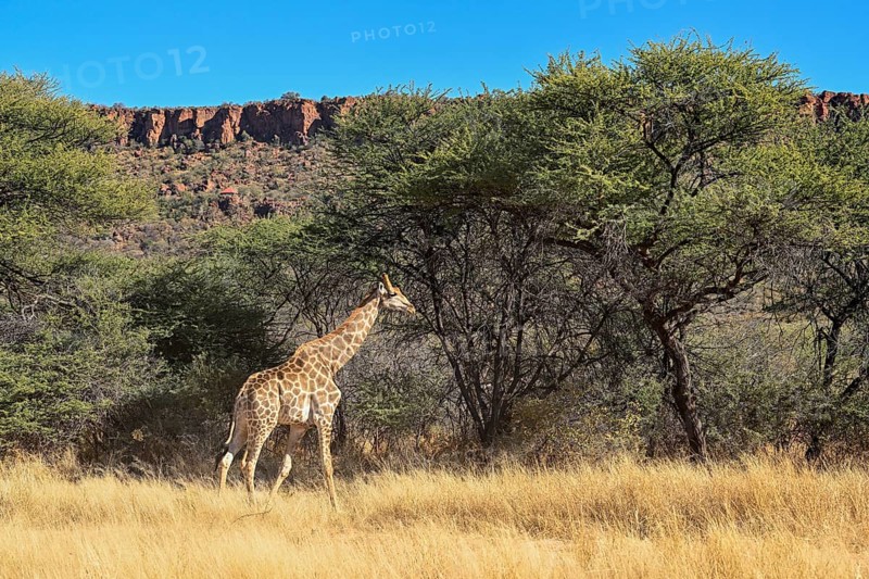 Angola giraffe (Giraffa camelopardalis angolensis) at the foot of the Waterberg, Otjozondjupa region, Namibia