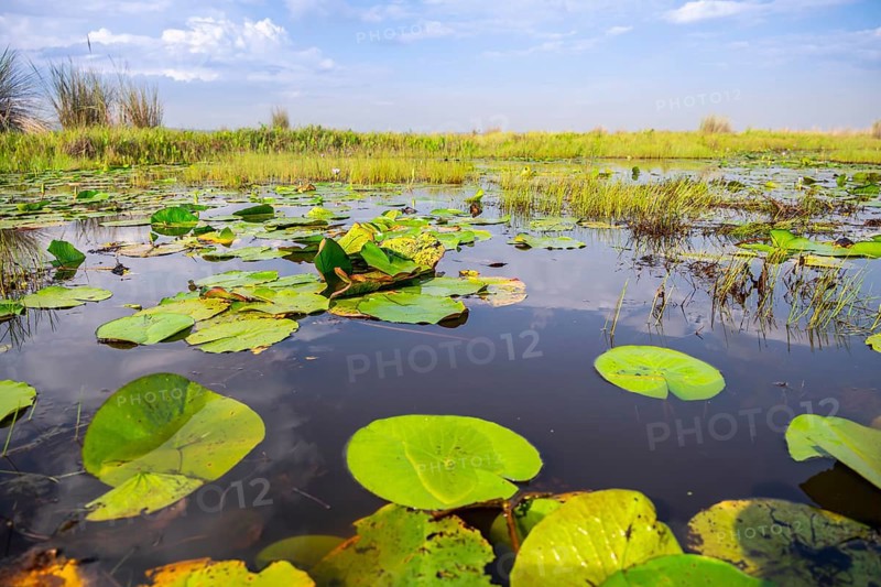 Water lilies (Nymphaeaceae), landscape at Mabamba Swamp, Lake Victoria, Uganda