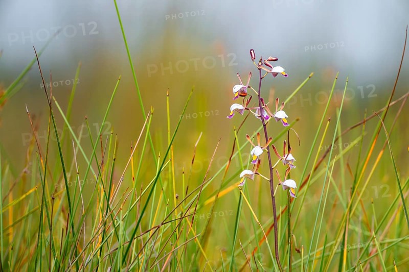 Orchid (Eulophia angolensis Rchb.f. Summerh.) in Mabamba Swamp, Lake Victoria, Uganda