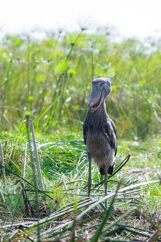 Shoebill (Balaeniceps rex) in the swamps of Mabamba between Papyrus, Lake Victoria, Uganda