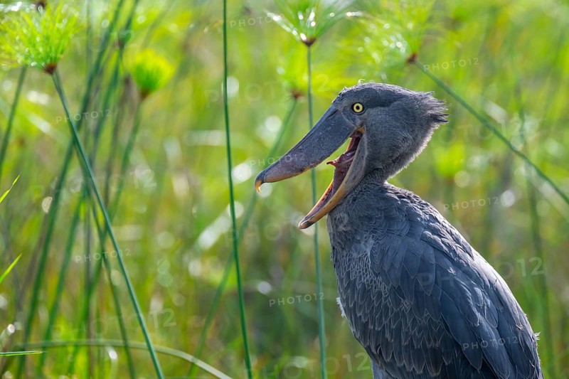 Shoebill (Balaeniceps rex) in the swamps of Mabamba, Lake Victoria, Uganda