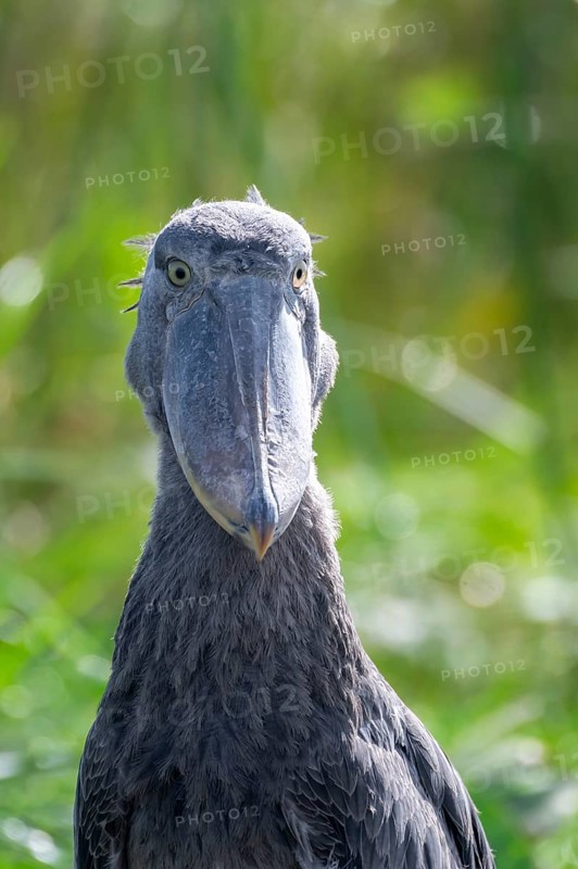 Animal portrait, Shoebill (Balaeniceps rex) in the swamps of Mabamba, Lake Victoria, Uganda