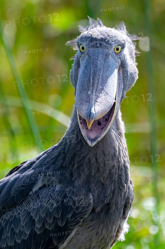 Funny animal portrait, shoebill (Balaeniceps rex) in the swamps of Mabamba, Lake Victoria, Uganda