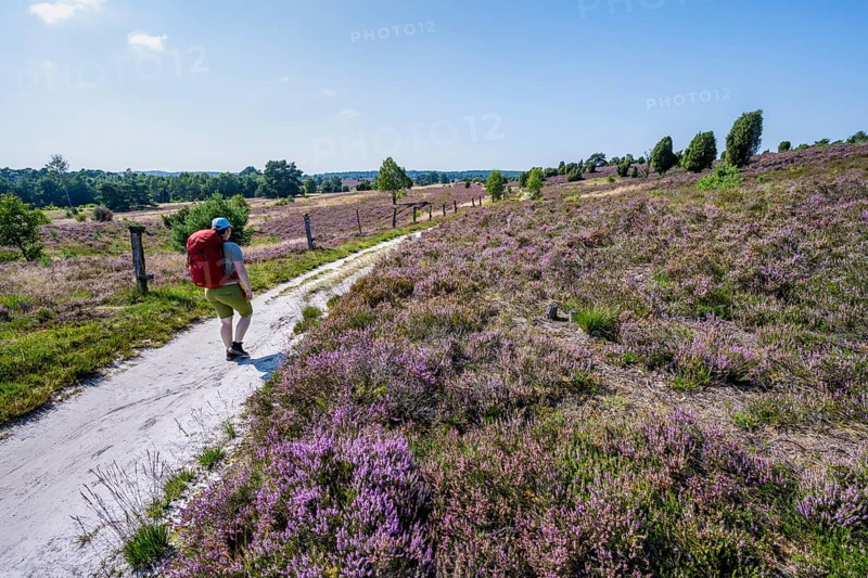 Hiker on a path through flowering heathland, heather and juniper bushes, Lüneburg Heath nature reserve, Lower Saxony, Germany