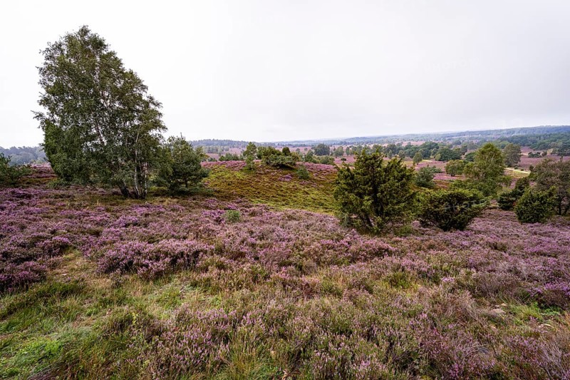 Purple flowering heath, broom heather and juniper bushes, Wilseder Berg, Lüneburg Heath nature reserve, Lower Saxony, Germany