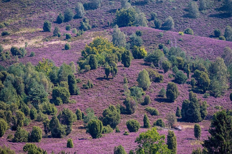 Purple flowering heath, broom heather and juniper bushes, in Totengrund, Wilsede Lüneburg Heath nature reserve, Lower Saxony, Germany