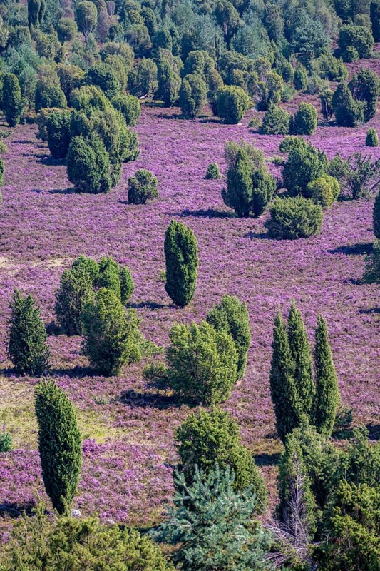 Purple flowering heath, broom heather and juniper bushes, in Totengrund, Wilsede Lüneburg Heath nature reserve, Lower Saxony, Germany