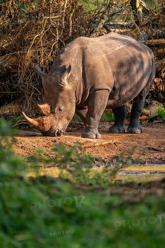 Southern white rhinoceros (Ceratotherium simum simum), Ziwa Rhino Sanctuary, Uganda