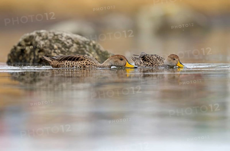Andean duck (Anas flavirostris), Torres del Paine National Park, Patagonia, Chile, South America