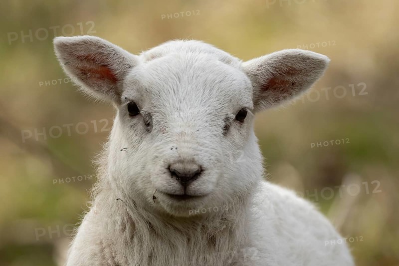 Domestic sheep (Ovis aries) juvenile baby lamb farm animal head portrait in spring, England, United Kingdom