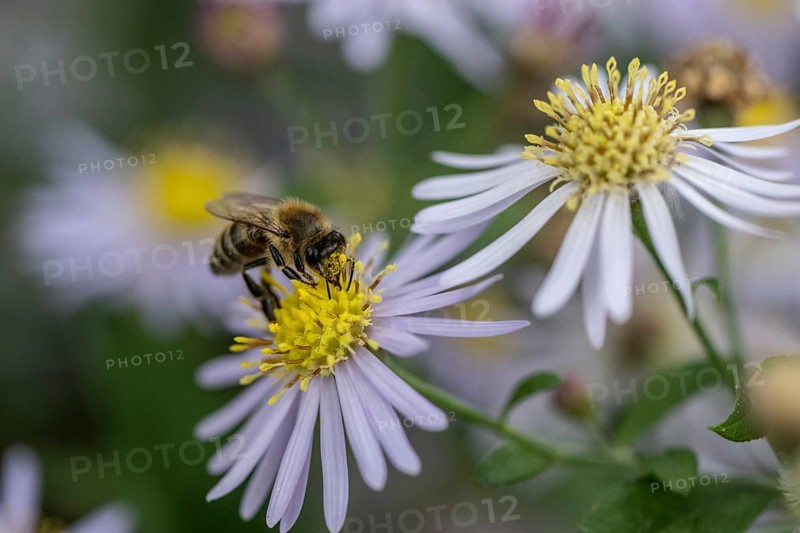 Honey bee (Apis mellifera) on wild aster (acer ageratoides), Rhineland-Palatinate, Germany