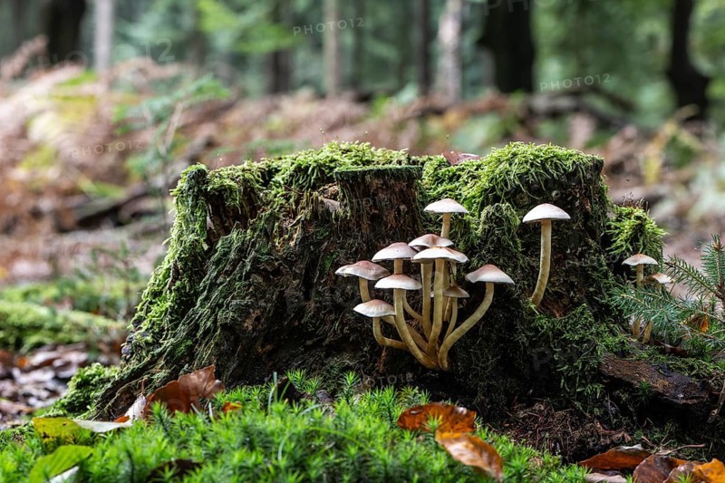 Sulphur tuft (Hypholoma fasciculare) Emsland, Lower Saxony, Germany