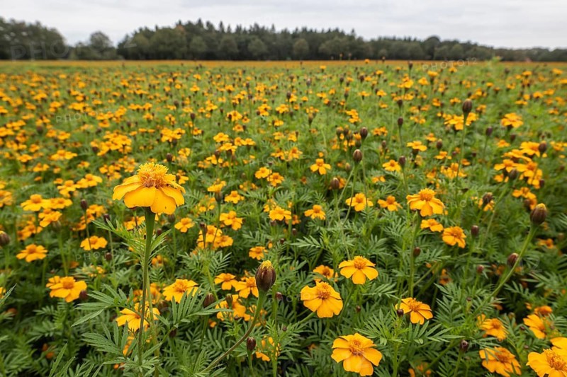 Marigolds (Tagetes), Emsland, Lower Saxony, Germany