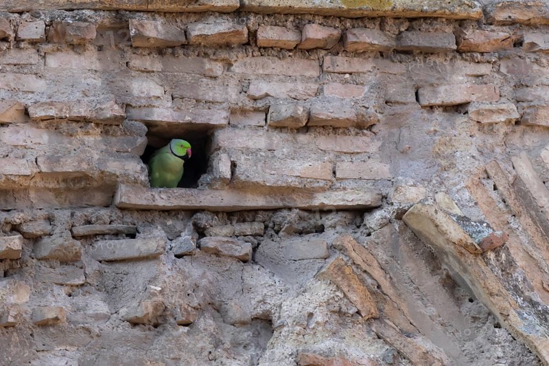 Ring-necked or Rose-ringed parakeet (Psittacula krameri) adult bird looking out of a hole in an ancient city building, Rome, Italy