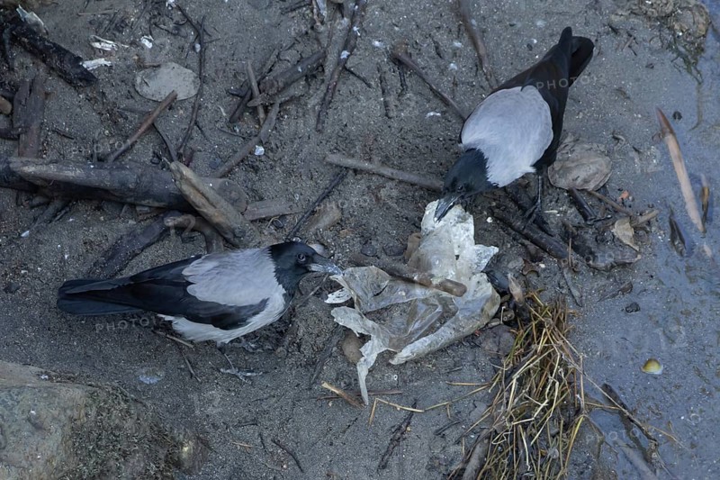 Hooded crow (Corvus cornix) two adult birds feeding on litter by a river, Rome, Italy