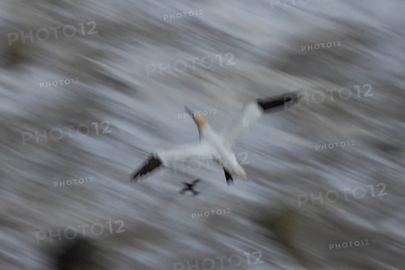 Northern gannet (Morus bassanus) adult sea bird flying - slow motion blur image, England, United Kingdom