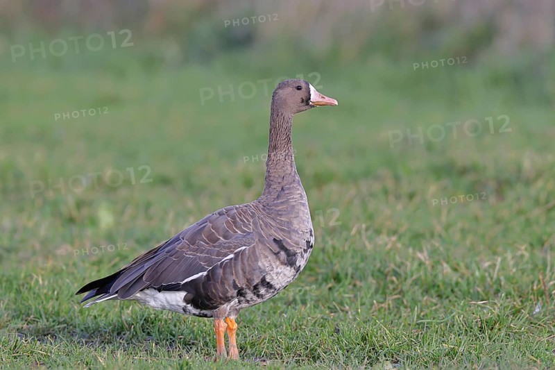 White-fronted goose (Anser albifrons), standing in a meadow in the wintering area, wildlife, Bislicher Insel nature reserve, Xanten, Lower Rhine, North Rhine-Westphalia, Germany