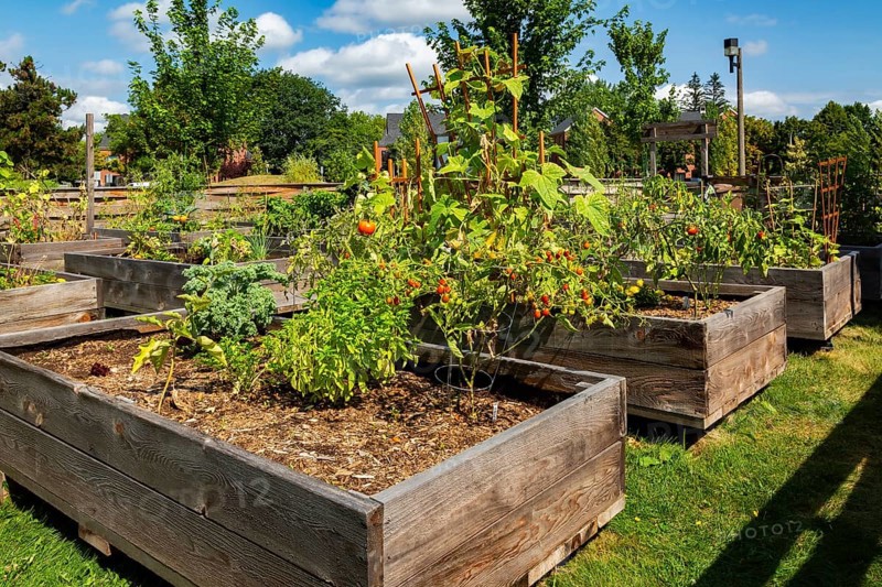 Mixed fruit, herbs and vegetable plants growing in raised wood frame garden beds in community vegetable garden in summer, Quebec, Canada