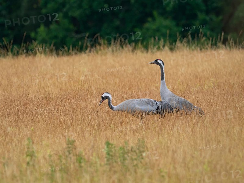 A pair of cranes looking for food, Mecklenburg-Western Pomerania, Germany